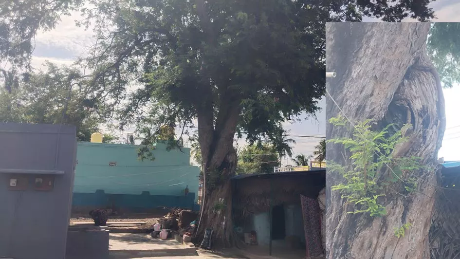 ஆபத்தான புளியமரங்களை அகற்ற வேண்டும்