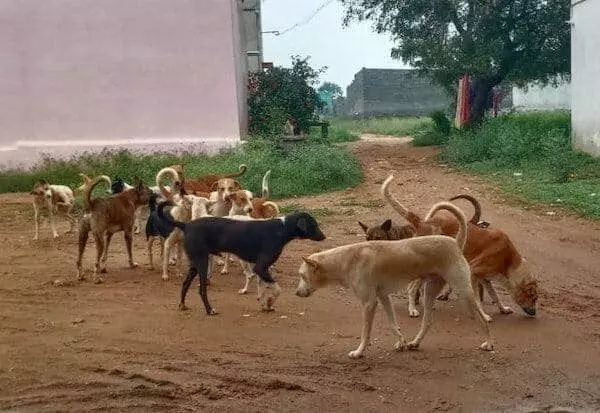 தெருநாய்கள் தொல்லை தெருநாய்கள் தொல்லை