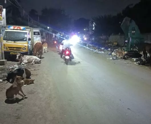சாலையில் சுற்றித்திரியும் கால்நடைகள் சாலையில் சுற்றித்திரியும் கால்நடைகள்