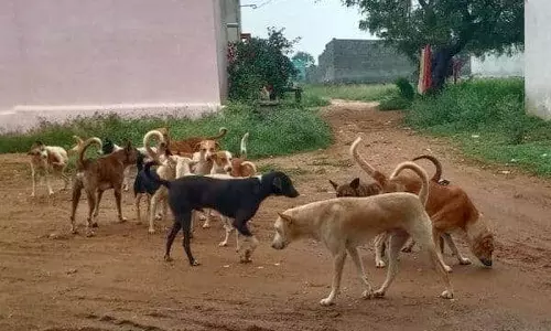 தெருநாய்கள் தொல்லை