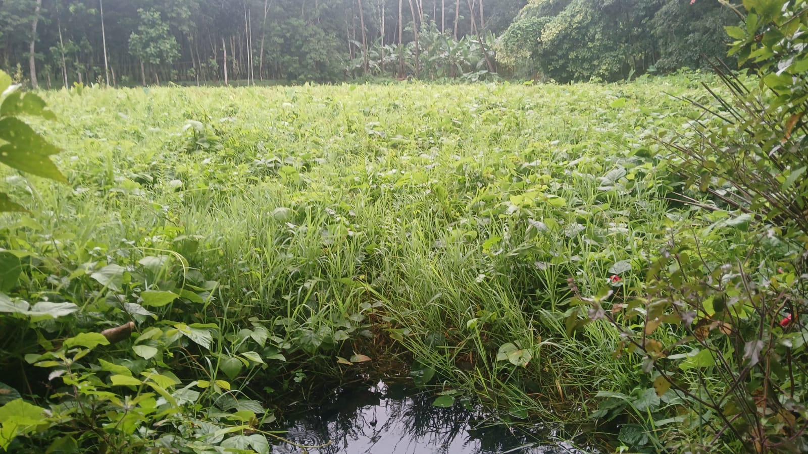 குளத்தை தூர்வார வேண்டும்