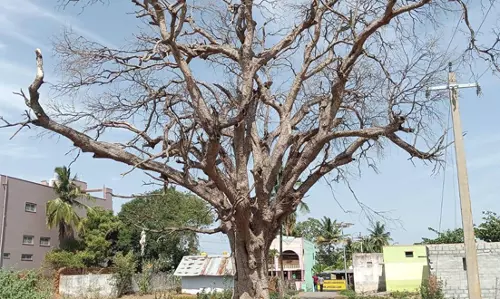 புளியமரம் அகற்றப்படுமா?