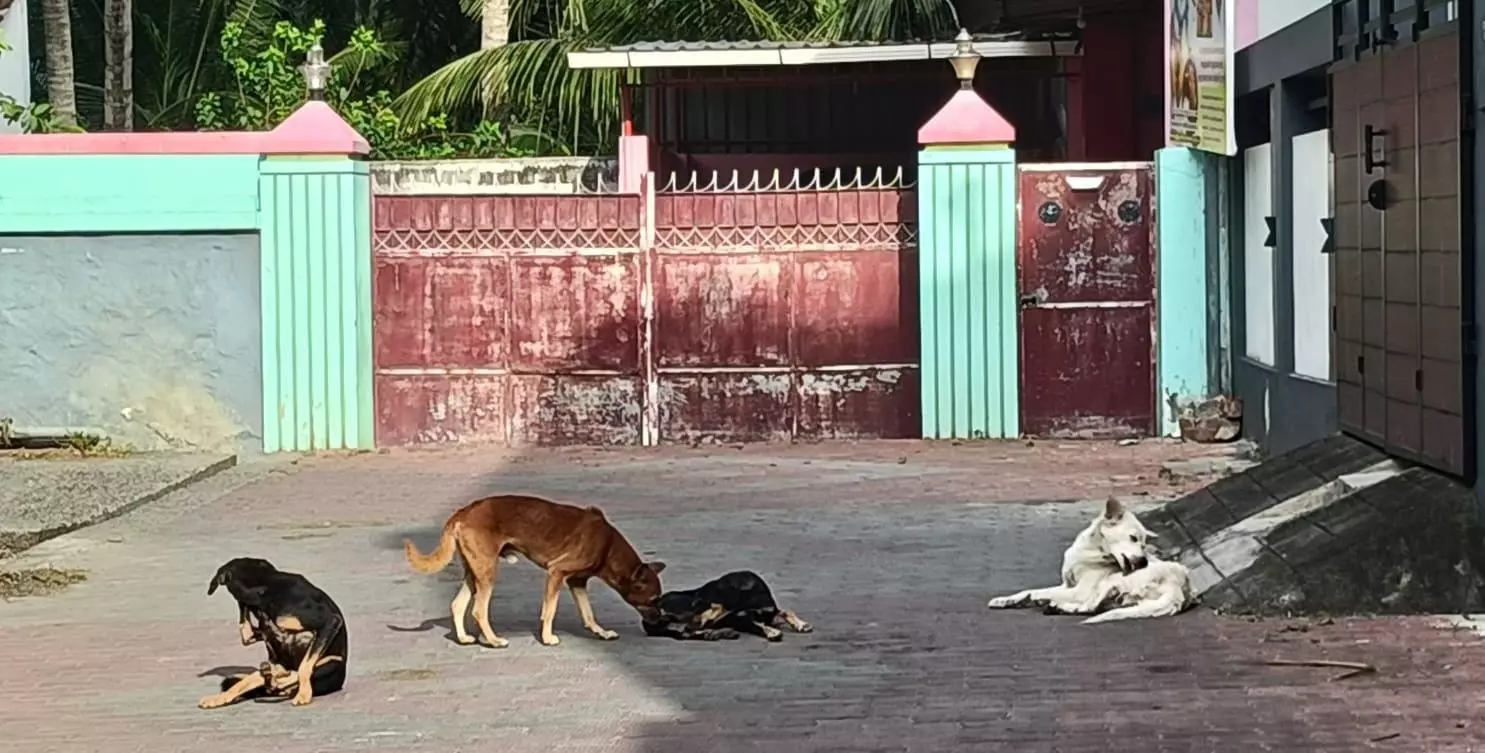 தெரு நாய்கள் தொல்லை தெரு நாய்கள் தொல்லை