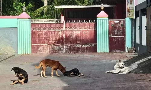 தெரு நாய்கள் தொல்லை