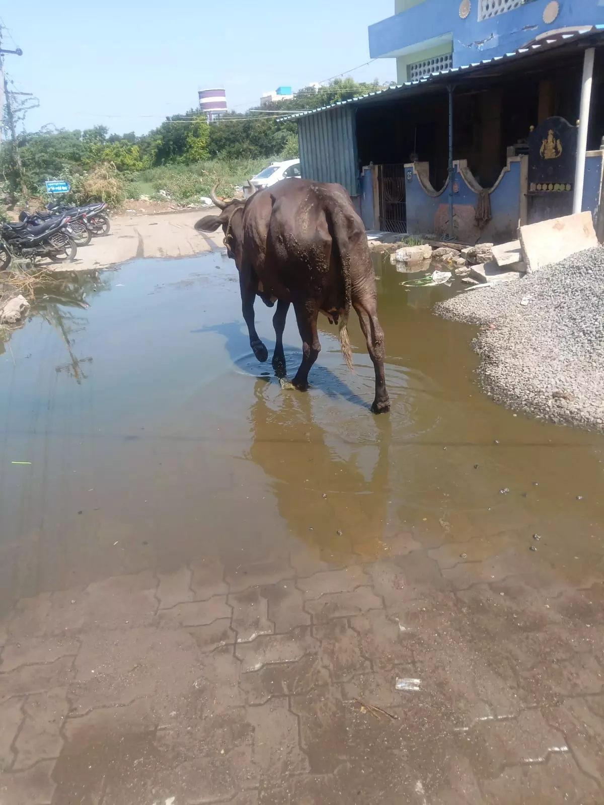 வடியாத கழிவுநீர் வடியாத கழிவுநீர்