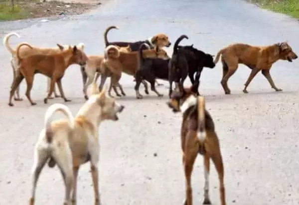 தெருநாய்கள் தொல்லை தெருநாய்கள் தொல்லை