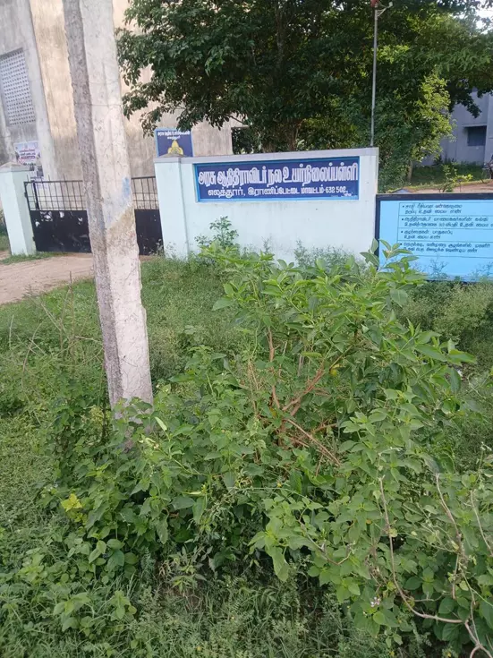 பள்ளி வளாகத்தில் வளர்ந்த செடி, கொடிகள் பள்ளி வளாகத்தில் வளர்ந்த செடி, கொடிகள்