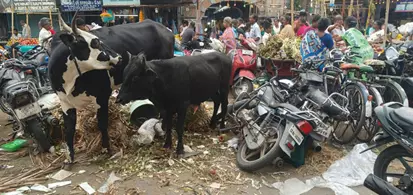 மார்க்கெட்டில் மாடுகள் தொல்லை மார்க்கெட்டில் மாடுகள் தொல்லை