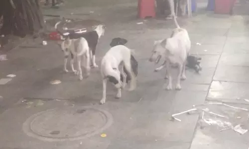 தெருநாய்கள் தொல்லை தெருநாய்கள் தொல்லை