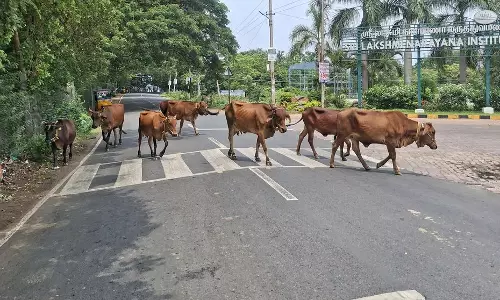 சாலையில் திரியும் மாடுகள் சாலையில் திரியும் மாடுகள்