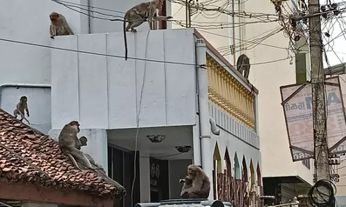 குரங்குகள் தொல்லை