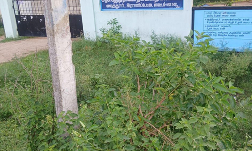 பள்ளி வளாகத்தில் வளர்ந்த செடி, கொடிகள் பள்ளி வளாகத்தில் வளர்ந்த செடி, கொடிகள்