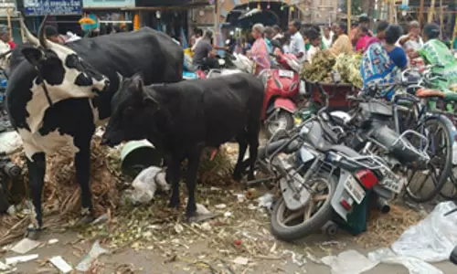 மார்க்கெட்டில் மாடுகள் தொல்லை மார்க்கெட்டில் மாடுகள் தொல்லை