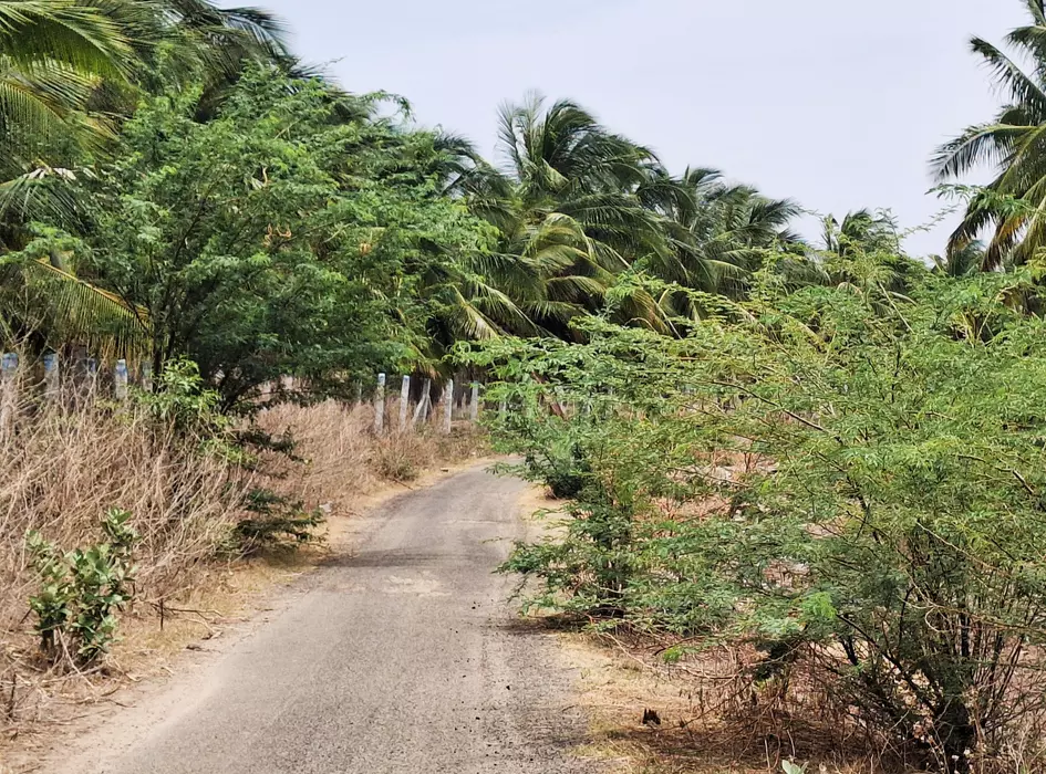 சாலையை ஆக்கிரமித்த சீமைக்கருவேல மரங்கள் சாலையை ஆக்கிரமித்த சீமைக்கருவேல மரங்கள்