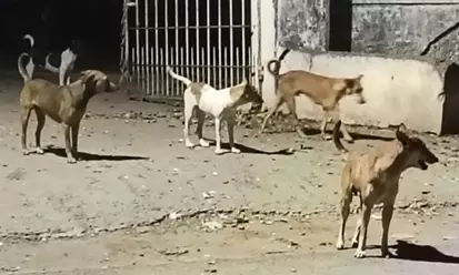 நாய்கள் தொல்லை நாய்கள் தொல்லை