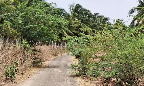 சாலையை ஆக்கிரமித்த சீமைக்கருவேல மரங்கள்