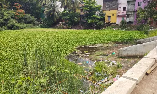 குளத்தை ஆக்கிரமித்த ஆகாயத்தாமரை குளத்தை ஆக்கிரமித்த ஆகாயத்தாமரை