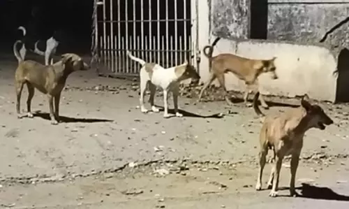 நாய்கள் தொல்லை