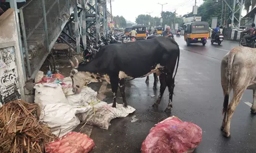 மாடுகள் தொல்லையை கட்டுப்படுத்த வேண்டும் மாடுகள் தொல்லையை கட்டுப்படுத்த வேண்டும்