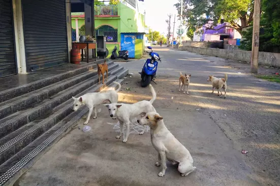 நாய்கள் தொல்லை நாய்கள் தொல்லை