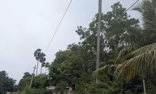 ஆபத்தான மரம் ஆபத்தான மரம்