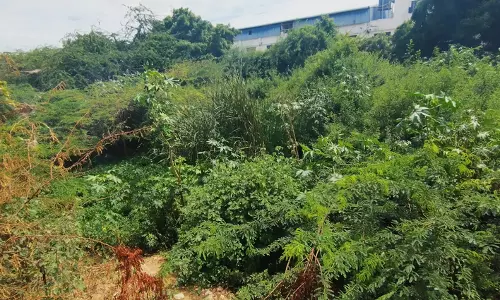 நீர்நிலைகளை ஆக்கிரமித்த   சீமை கருவேல மரங்கள்