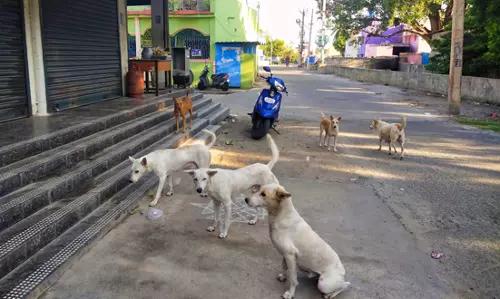 நாய்கள் தொல்லை நாய்கள் தொல்லை