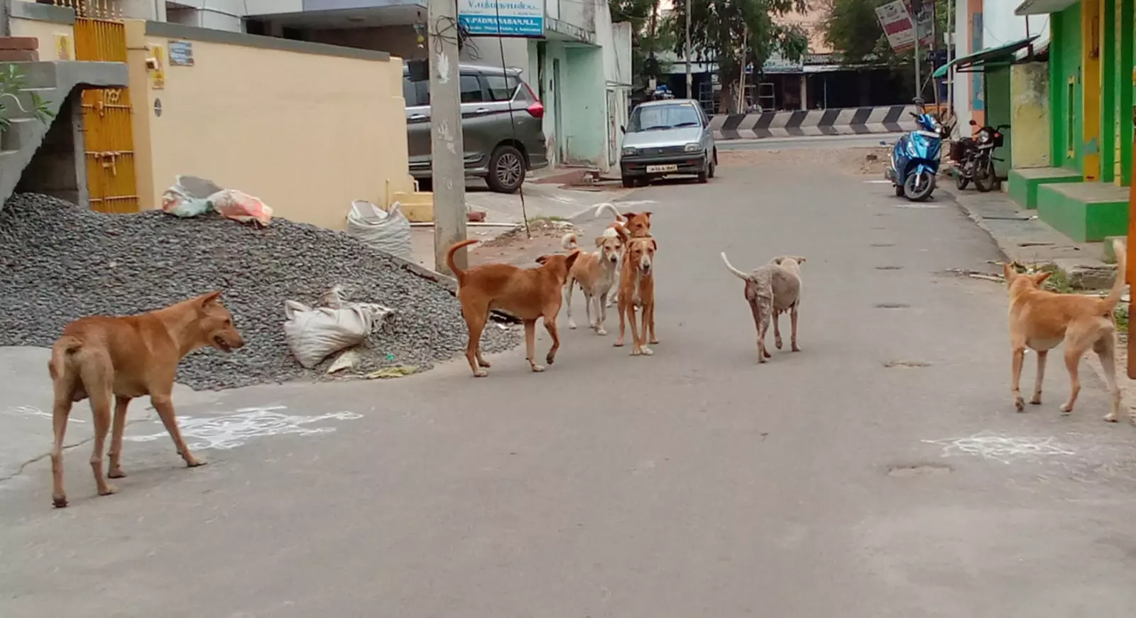 நாய்கள் தொல்லை நாய்கள் தொல்லை