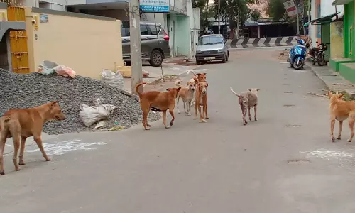 நாய்கள் தொல்லை நாய்கள் தொல்லை