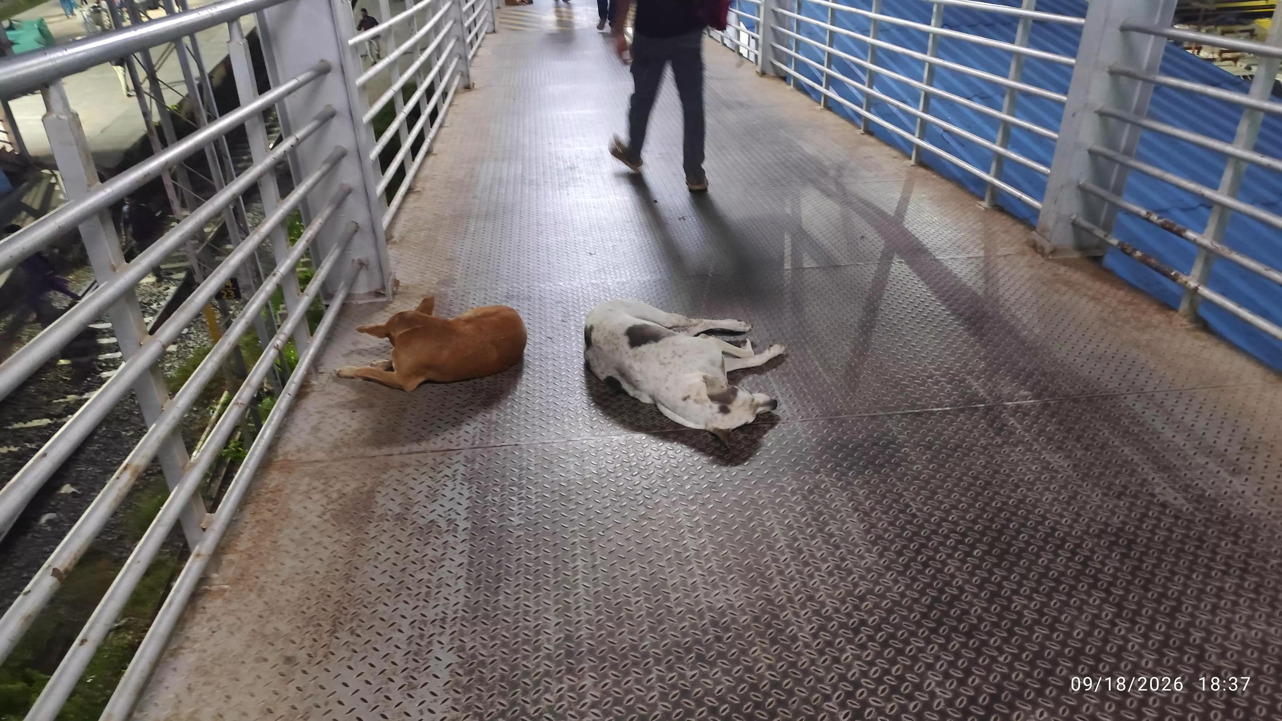 ரெயில் நிலையத்தில் தெருநாய்கள் தொல்லை ரெயில் நிலையத்தில் தெருநாய்கள் தொல்லை