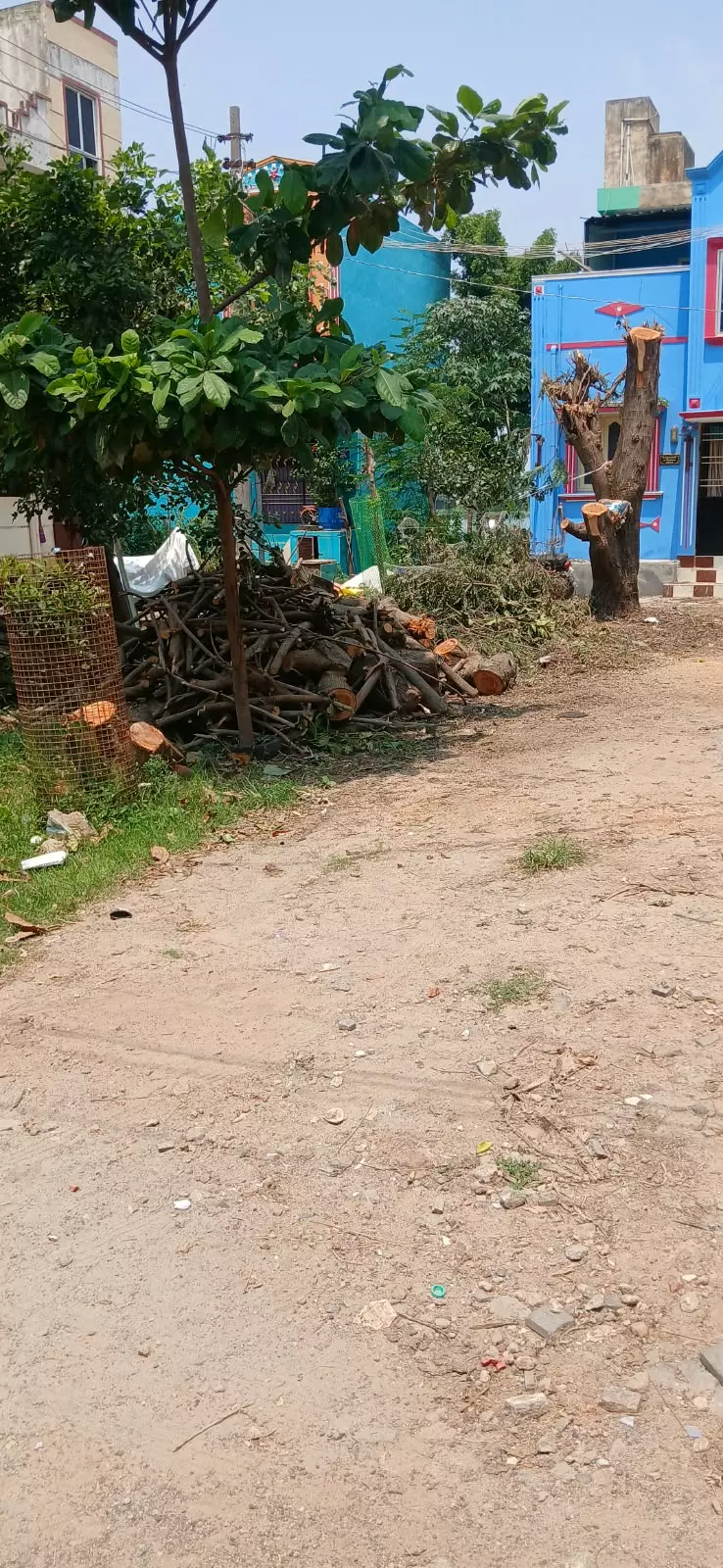 பூங்கா மரங்கள் சட்டவிரோதமாக வெட்டி விற்பனை பூங்கா மரங்கள் சட்டவிரோதமாக வெட்டி விற்பனை