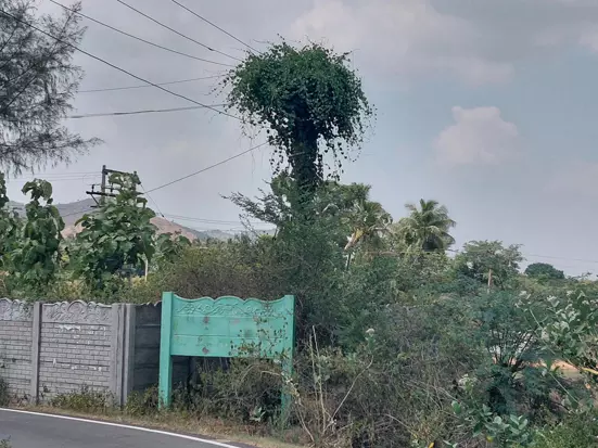 மின்கம்பத்தை சூழ்ந்த செடி, கொடிகள் மின்கம்பத்தை சூழ்ந்த செடி, கொடிகள்