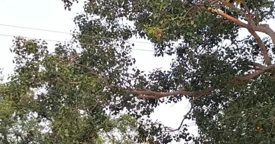 மரக்கிளைகளில் உரசும் மின் கம்பிகள் மரக்கிளைகளில் உரசும் மின் கம்பிகள்
