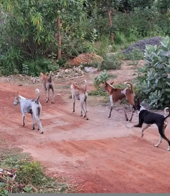 நாய்கள் தொல்லை