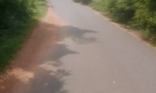 சாலையோரம் செடி, கொடிகளை அகற்றுவார்களா? சாலையோரம் செடி, கொடிகளை அகற்றுவார்களா?