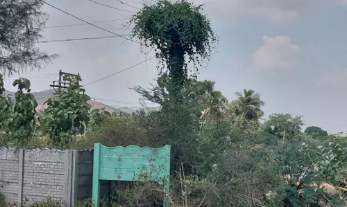 மின்கம்பத்தை சூழ்ந்த செடி, கொடிகள்