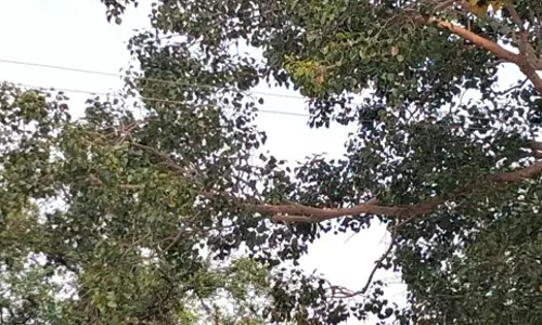 மரக்கிளைகளில் உரசும் மின் கம்பிகள்
