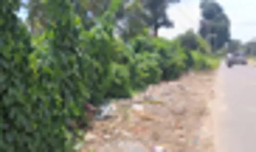 கால்வாயை சூழ்ந்த புதர் கால்வாயை சூழ்ந்த புதர்
