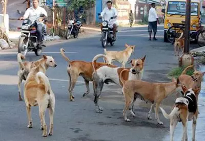தெருநாய்கள் தொல்லை தெருநாய்கள் தொல்லை