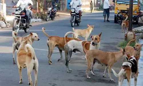 தெருநாய்கள் தொல்லை