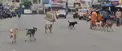 தெருநாய்கள் தொல்லை தெருநாய்கள் தொல்லை