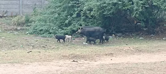 பன்றிகள் தொல்லை பன்றிகள் தொல்லை