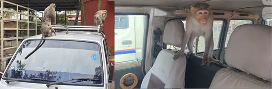 குரங்குகள் அட்டகாசம் குரங்குகள் அட்டகாசம்
