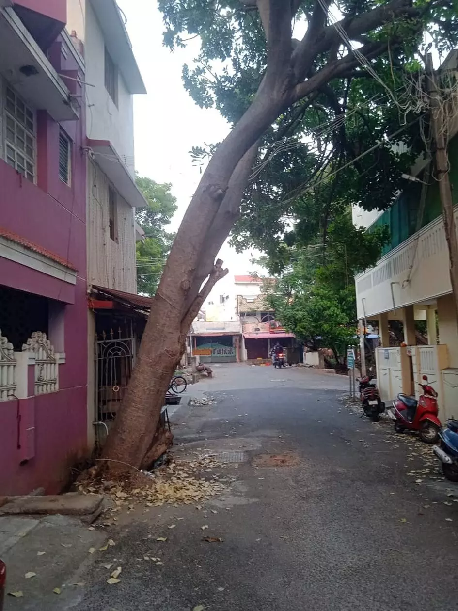 மின்கம்பம் மீது சாய்ந்து நிற்கும் மரம் மின்கம்பம் மீது சாய்ந்து நிற்கும் மரம்