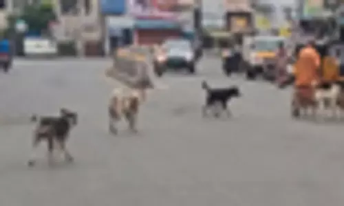 தெருநாய்கள் தொல்லை