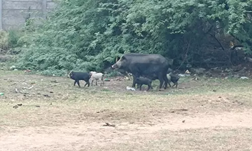 பன்றிகள் தொல்லை