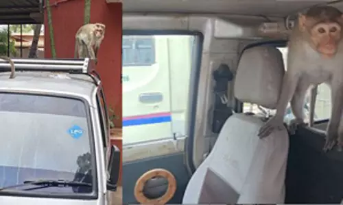 குரங்குகள் அட்டகாசம் குரங்குகள் அட்டகாசம்
