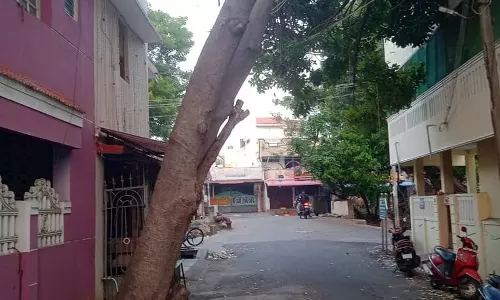 மின்கம்பம் மீது சாய்ந்து நிற்கும் மரம் மின்கம்பம் மீது சாய்ந்து நிற்கும் மரம்
