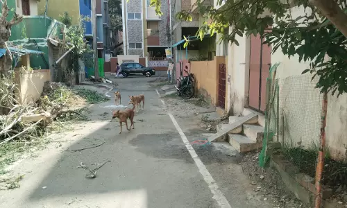 தெருநாய்கள் தொல்லை தெருநாய்கள் தொல்லை