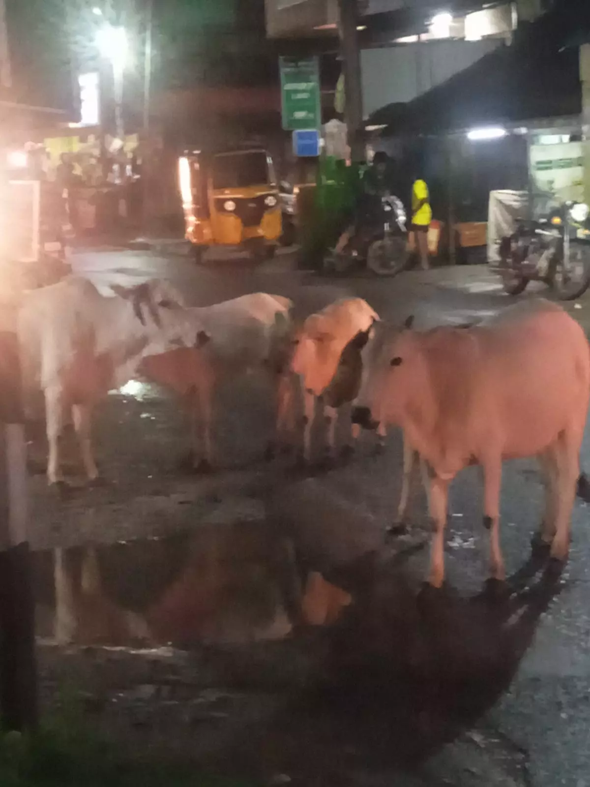 சாலையில் சுற்றித்திரியும் மாடுகள் சாலையில் சுற்றித்திரியும் மாடுகள்